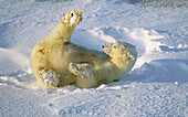 Polar bear (Ursus maritimus) seem to enjoy rolling in the snow especially in the sunshine