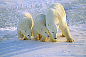 Polar bear (Ursus maritimus) sow shielding her cubs from nearby male bear