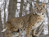 Bobcat (Lynx rufus) photographed in Minnesota woods.