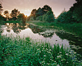 A pond. Poland.