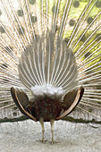 Peacock (Pavo cristatus)