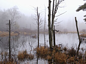 Salem Fog. USA.