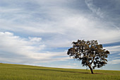 Country landscape in the afternoon. Castilla-La Mancha, Spain