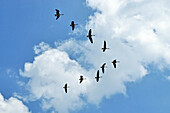 Canadian Geese fly in a formation shape in