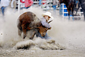 Cowboys participate in Rodeo bull event