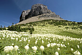 Bear Grass wildflower Lake Glacier National Park Montana. USA.