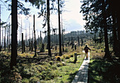 Baumsterben am Dreisessel, Bayerischer Wald, Bayern, Deutschland