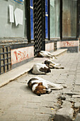Street dogs in Bucharest, Romania