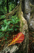 Regenwald umgibt die archäologische Stätte Taaoa auf der Insel Hiva Oa, Französisch Polynesien