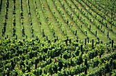 Weinfeld in einem Weinanbaugebiet auf der Südinsel, Neuseeland