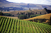 View over Vineyard in a wine growing district, South Island, New Zealand