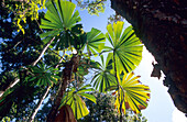 Regenwald mit Fächerpalmen im Iron Range National Park, Queensland, Australien