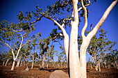 Gum trees in Lakefield National Park, Queensland, Australia