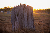 Magnet Termitenbauten in den Nifold Plains des Lakefield National Parks, Queensland, Australien