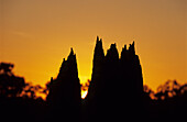 Magnetic termite mounds on the Nifold Plains in Lakefield National Park, Queensland, Australia