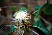 Blühender Baum am Jowalbinna Camp nahe Leura, Queensland, Australien