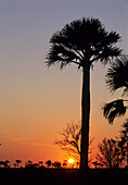 Corypha elata palm in den Nifold Plains des Lakefile National Parks, Queensland, Australien