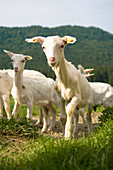 Herd of goats grazing on a mountain pasture, Upper Austria, Austria