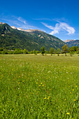 Wiese im Maltatal, Nationalpark Hohe Tauern, Kärnten, Österreich