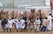 Arabic men running away at the start of a camel race, Rash al Khaimah, United Arab Emirates