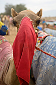 Close up of a camel with a veil and long eyelashes, Camel Race, Rash al Khaimah, United Arab Emirates