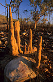 Termite mounds, Northern Territory, Australia