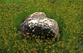 Felsen im Gras während der Regenzeit in Arnhem Land, Australien