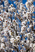 Almond Tree Blossoms, Near Felanitx, Mallorca, Balearic Islands, Spain