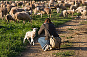 Woman Photographing Lamb, Near Manacor, Mallorca, Balearic Islands, Spain