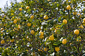 Zitronenbaum, nahe Randa, Mallorca, Balearen, Spanien, Europa