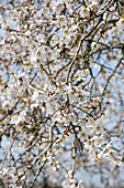 Almond Tree Blossoms, Near Randa, Mallorca, Balearic Islands, Spain