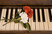 Frische Nelken auf Klavier von Frederic Chopin in Zelle 2 von Chopin und George Sand im Kartäuserkloster, Valldemossa, Mallorca, Balearen, Spanien, Europa