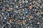 Colorful Pebbles and Stones and One Small Fish at Torrent de Pareis Beach, Near Cala de Sa Calobra, Mallorca, Balearic Islands, Spain