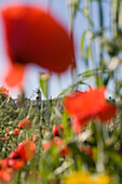 Rote Mohnblumen und Windmühle, Santa Eugenia, Mallorca, Balearen, Spanien, Europa