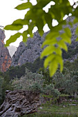Olive Tree at Alqueria Blanca Agroturismo Finca Hotel, Near Bunyola, Mallorca, Balearic Islands, Spain
