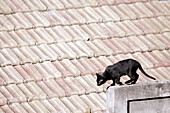 Animal, Animals, Black cat, Black cats, Cat, Cats, Color, Colour, Contemporary, Daytime, Domestic cat, Domestic cats, Exterior, Feline, Felines, Felis catus, Horizontal, House, Houses, Jump, Jumping, Jumps, Mammal, Mammals, One, One animal, Outdoor, Outdo