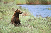 Brown bear (Ursus arctos) in high grass. Katmai National Park. Alaska. USA