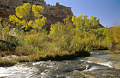 Calf Creek. Canyon walls and trees in fall colours. Grand Staircase-Escalante National Monument. Utah, USA