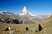 Blacknecked goats of Wallis. Matterhorn or Cervino. Alps. Switzerland.