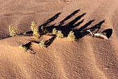 Sand and plants. Death Valley National Park. California. USA.