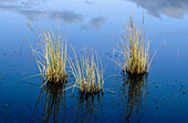 Grass, reflection. Yukon, Canada