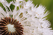 Dandylion, Taraxacum officiale