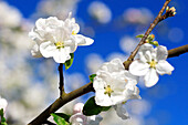 apple blossom, apple tree blooming, spring, Oetwil am See, Zuerich, Switzerland