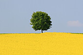 Rape, Brassica napus, Raps, tree standing in field of Rape, spring time, spring, Uster, Zuercher Oberland, Zuerich, Switzerland