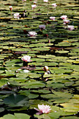 Water lilies. Blandys Gardens. Quinta do Palheiro Ferreiro. Funchal. Madeira. Portugal
