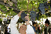Woman harvesting. Festas das Vindimas (grape harvest festival). Estreito da Camara de Lobos. Madeira. Portugal.