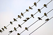 Swallows (Hirundo rustica)