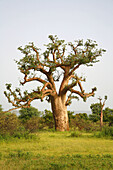 Baobab tree (Andansonia digitata). Mali