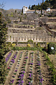 Generalife Palace and gardens. Alhambra. Granada. Andalusia. Spain