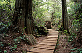 Schooner Cove Trail. Pacific Rim National Park. Vancouver Island. British Columbia. Canada